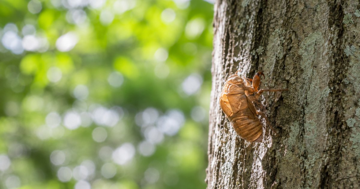 セミが土の中にいる期間、いちばん長いのは？